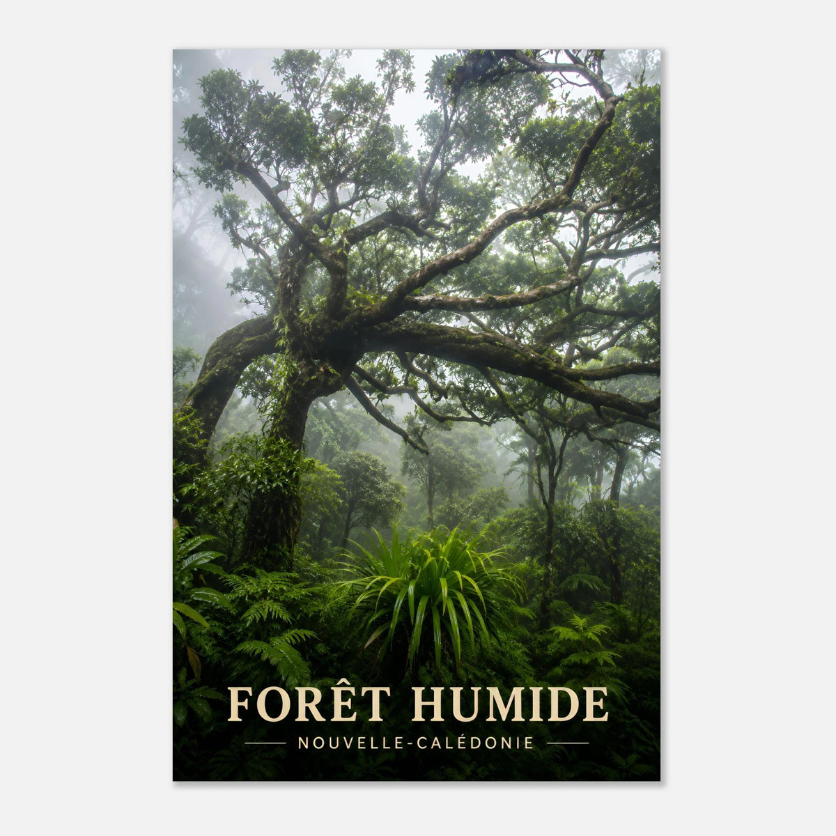 Forêt Humide | Nouvelle-Calédonie