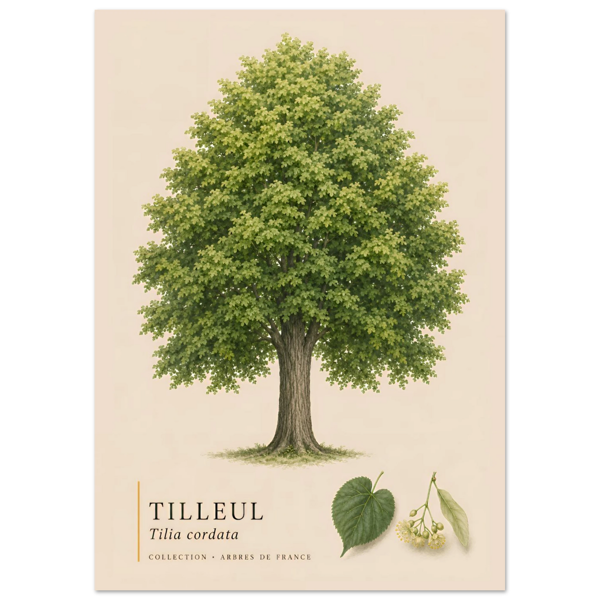 Tilleul | Collection Arbres de France
