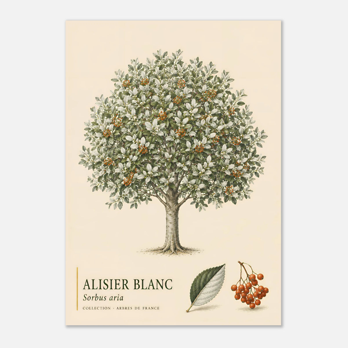 Alisier Blanc | Collection Arbres de France