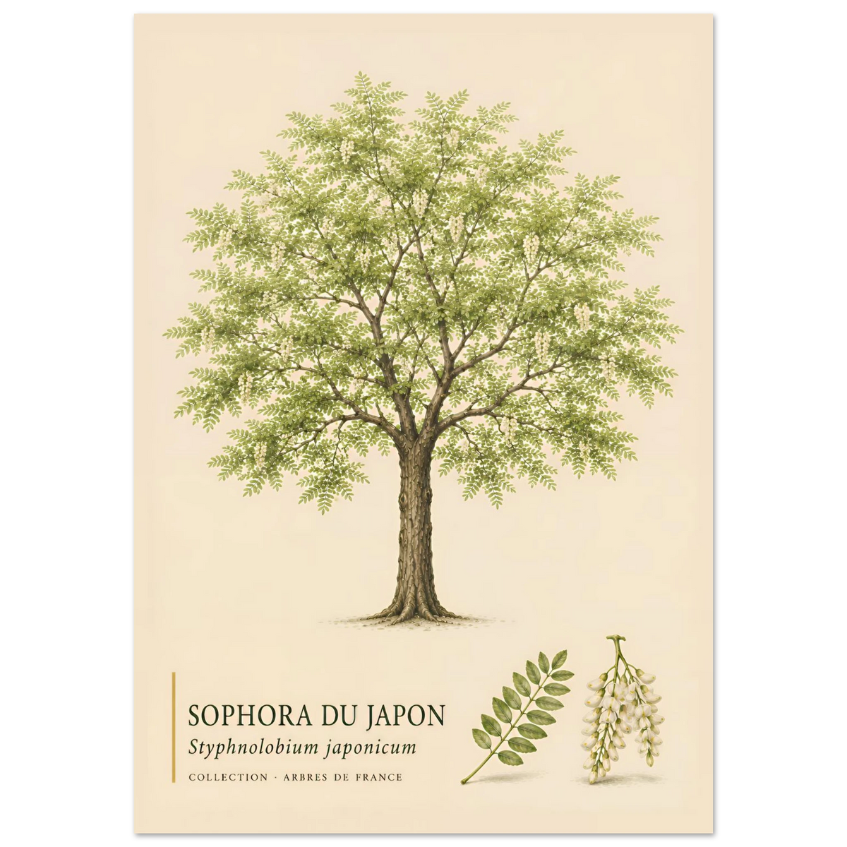 Sophora du Japon | Collection Arbres de France