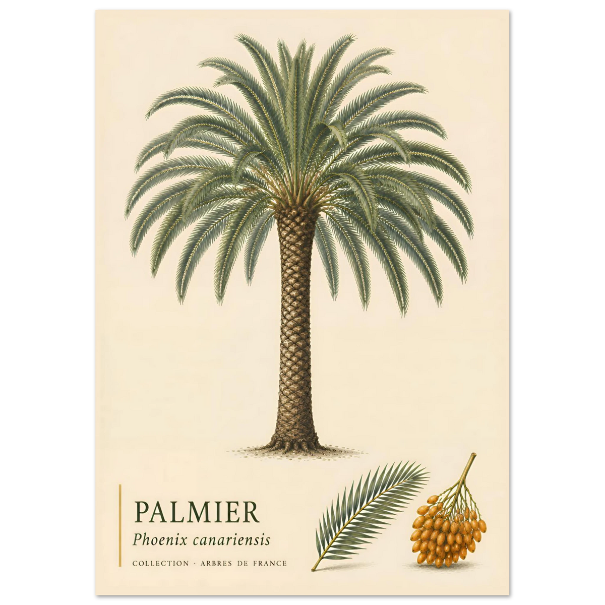 Palmier | Collection Arbres de France