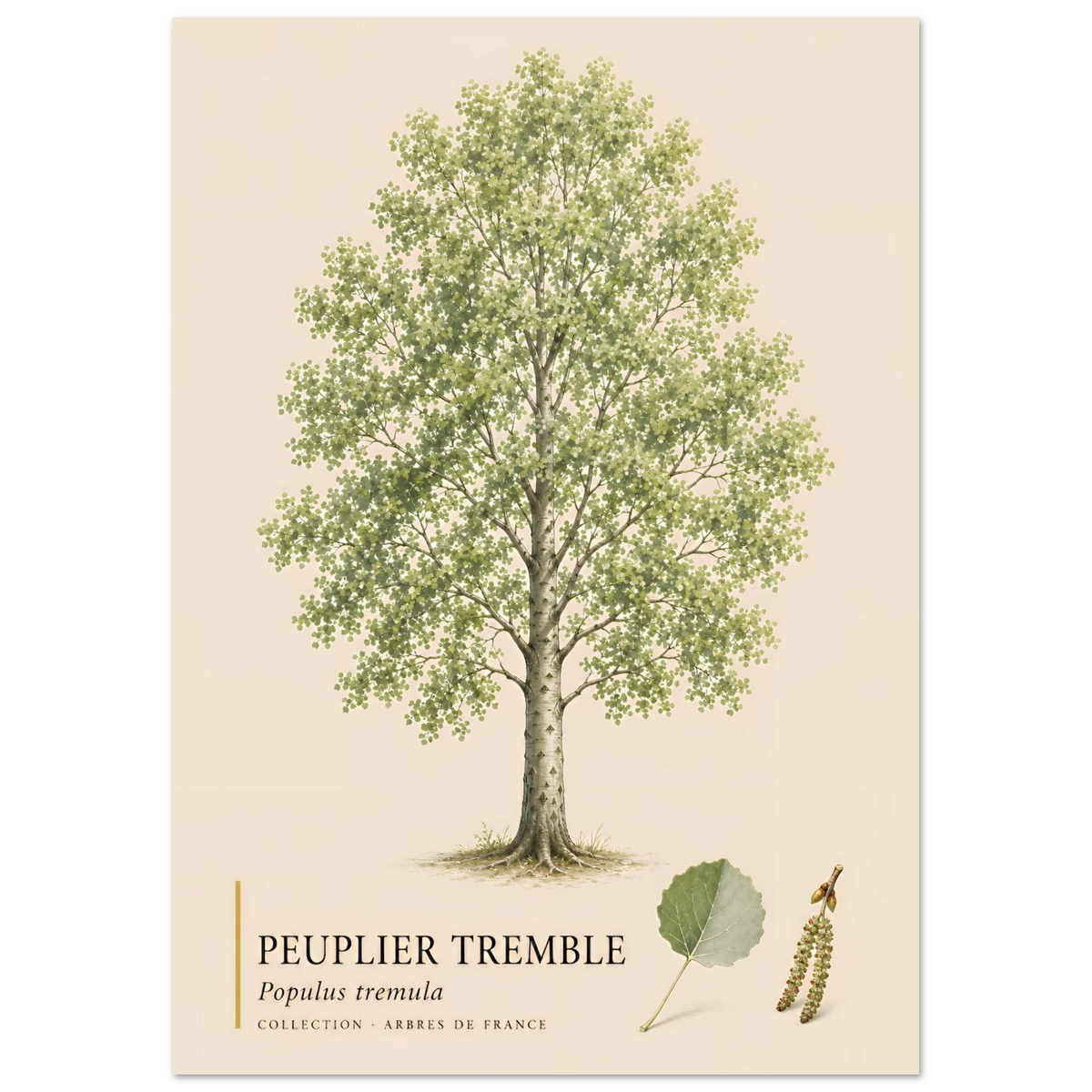 Peuplier Tremble - Collection Arbres de France