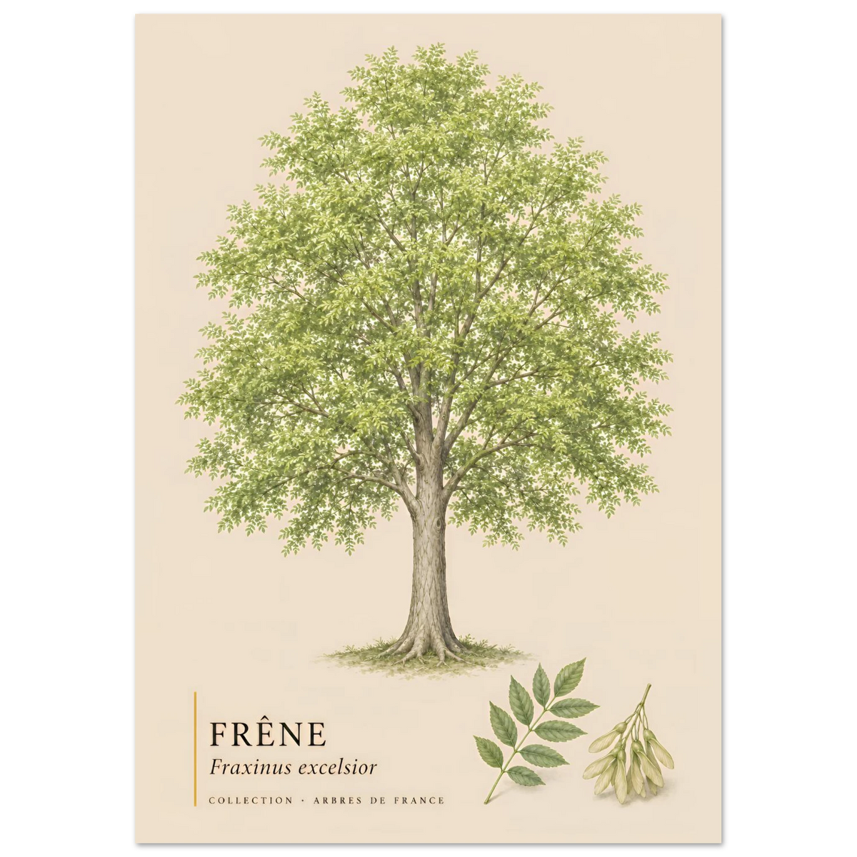 Frêne - Collection Arbres de France