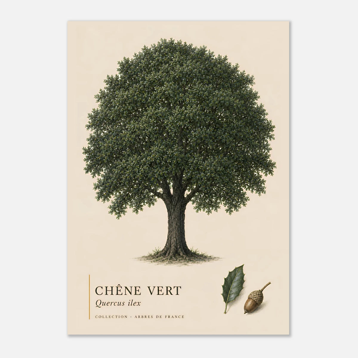 Chêne Vert | Collection Arbres de France