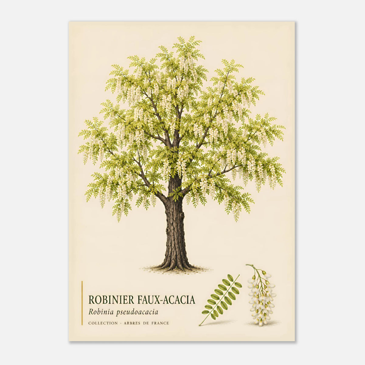 Robinia Faux-Acacia - Collection Arbres de France