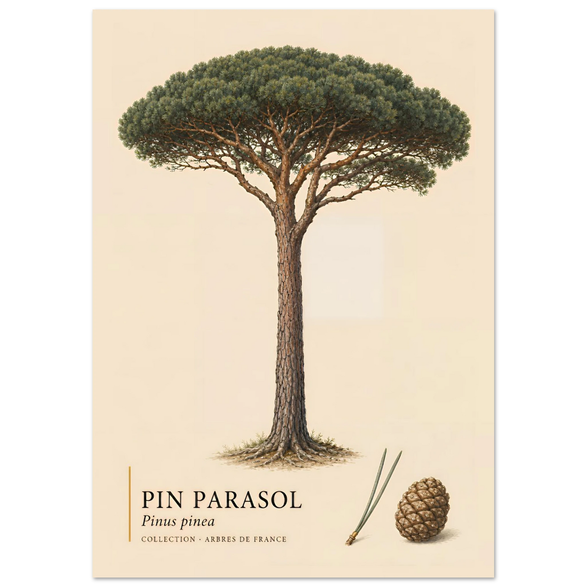 Pin Parasol | Collection Arbres de France