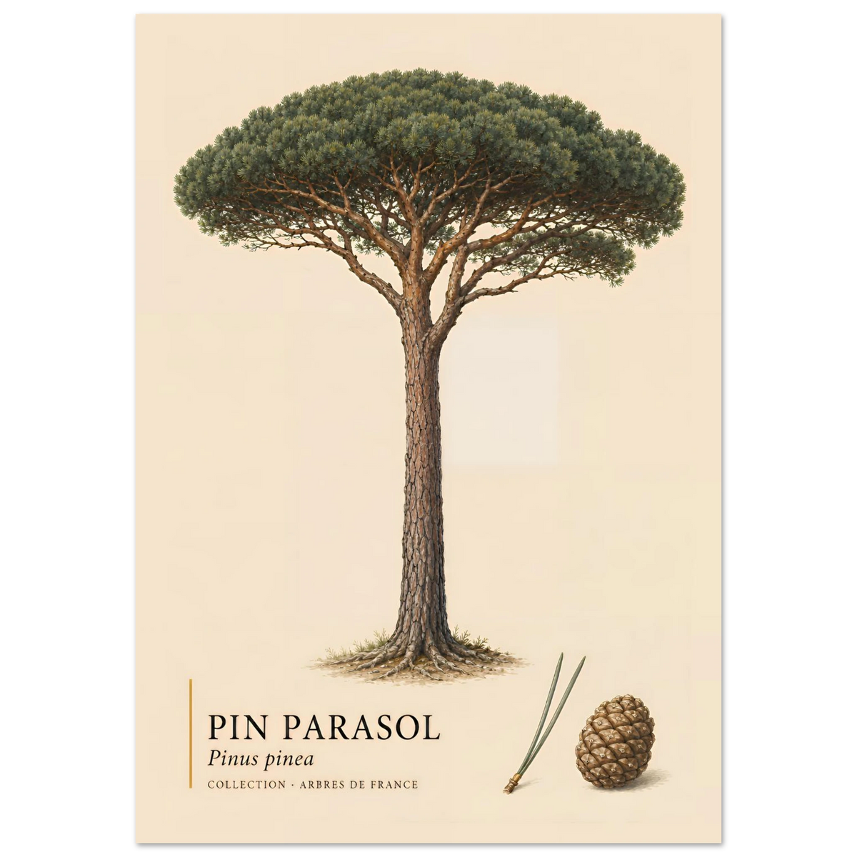 Pin Parasol | Collection Arbres de France